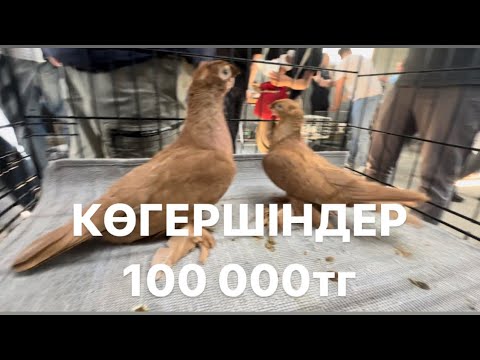 Видео: Көгершіндер. Шымкент. Крытый рынок.