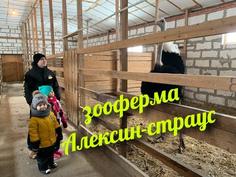 Видео: Едем на звероферму   Алексин страус. АЛЕКСИН - СТРАУС ЗООФЕРМА