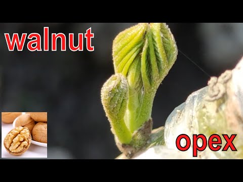 Видео: прививка грецкий орех весной // walnut grafting