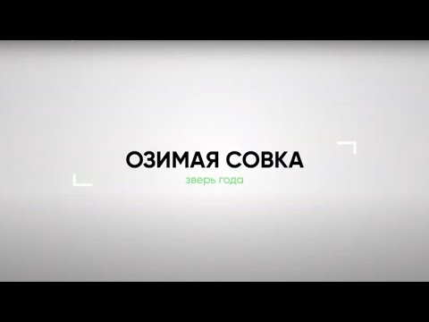Видео: ОЛЬГА ВОБЛОВА. Озимая совка: зверь №1