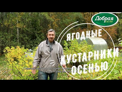 Видео: Уход за ягодными кустарниками осенью: как удобрять смородину, крыжовник и малину.