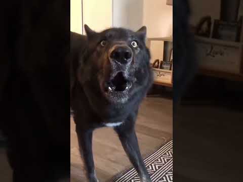 Видео: Джэк в шоке😂😂😂,умора😂😂😂