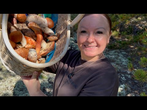 Видео: Грибной рай на Кейп-Коде! Корзина свежих подосиновиков и боровиков