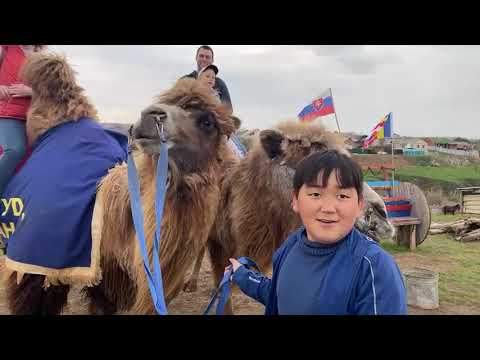 Видео: Седло для верблюда