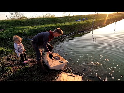 Видео: Зарыбление Белый Амур, Форель холодного копчения и много интересного)