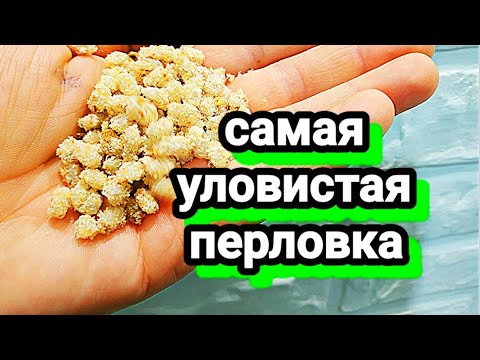 Видео: Уловистая перловка. КАК ПРИГОТОВИТЬ УЛОВИСТУЮ ПЕРЛОВКУ ДЛЯ РЫБАЛКИ