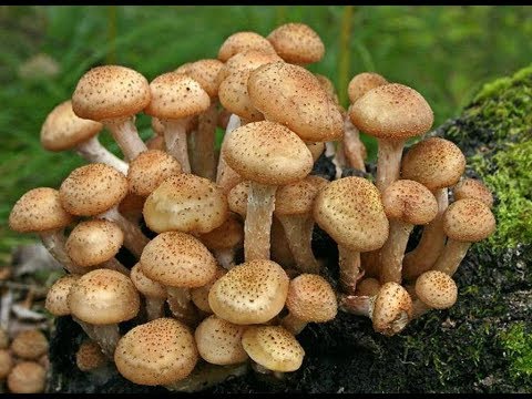Видео: Отличие ложных опят от осенних опят. Как отличить?