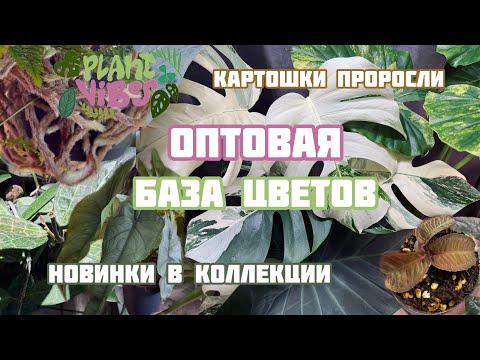 Видео: Обзор оптовой базы цветов | новинки хой | папоротники | алоказии
