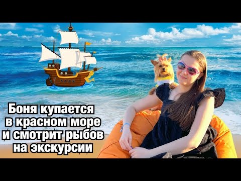 Видео: DOG VLOG: Боня купается в красном море // Едем на экскурсию смотреть рыб