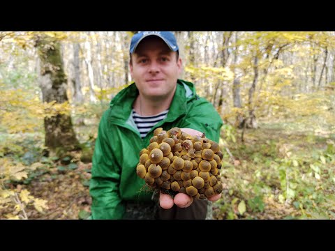 Видео: Опята /Тихая охота/Грибы Ставрополь/ Набрали опят