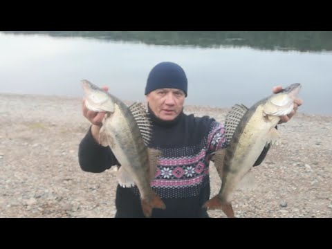 Видео: НОЧЬЮ СУДАКИ В 5 МЕТРАХ ОТ БЕРЕГА!!! РЫБАЛКА НА РЕЗИНКУ. р. ТОМЬ ИЮНЬ 2022