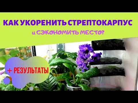 Видео: СТРЕПТОКАРПУС: как укоренить и размножить листом? +РЕЗУЛЬТАТЫ [2019г]