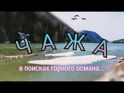 Видео: Рыбалка. Текели. р.Чажа