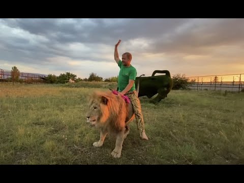 Видео: Я не разрешаю льву Чуку забирать мясо у Султана !