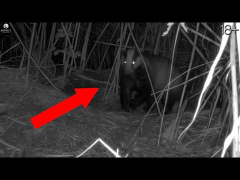 Видео: Особенности учетов и охоты на барсука в степной зоне Кубани.