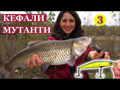 Видео: Риболов на Речни КЕФАЛИ-МУТАНТИ на Марица Част 3! Бонус - РАСПЕР!// Chubs-Mutants Fishing on River 3