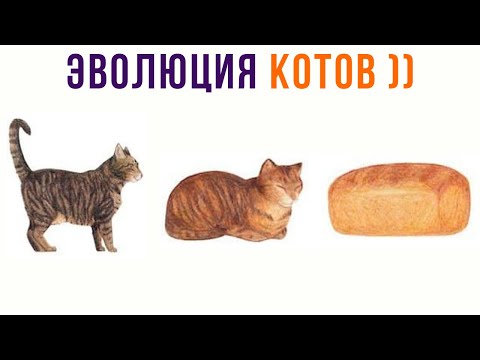 Видео: ЭВОЛЮЦИЯ КОТОВ))) Приколы с котами | Мемозг 971