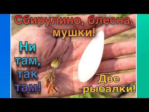 Видео: Сбирулино,блесна,мушки! Две рыбалки!