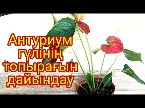 Видео: Антуриум гүлінің топырағы. Антуриум гүлінің пересадкасы. Үй гүлдері. Гүлдер әлемі.