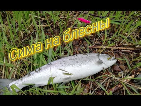 Видео: Вишневые красотки на блесны!