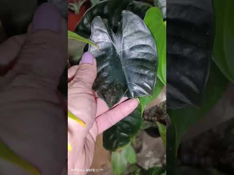 Видео: Обзор растений часть 1