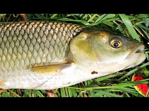 Видео: РАЗКРИХ нови ВОДИ пълни с КЕФАЛИ - СПИНИНГ риболов с КЛАТУШКИ и ФЛУОРОКАРБОН / Spinning fishing