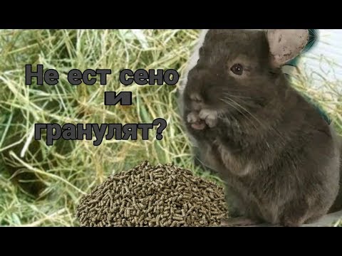 Видео: Шиншилла не ест гранулят и сено. Что делать?
