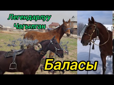 Видео: Чагылган