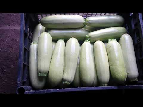 Видео: Кабачки. Цена , Спрос ,Качество