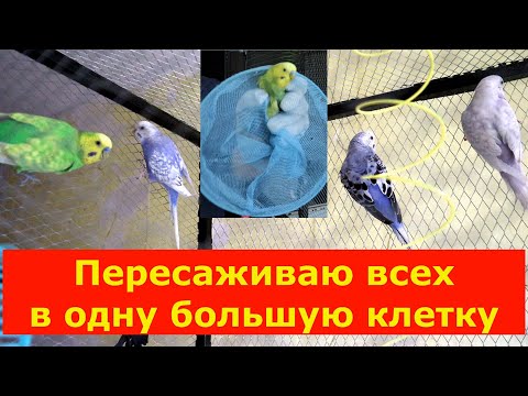 Видео: 24 октября 2022г.Волнистые попугаи. Пересаживаю из маленьких клеток в большой вольер.