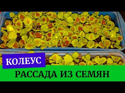 Видео: 🍀☘️Выращиваем колеусы из семян легко!!! Хорошая рассада колеусов🍀☘️