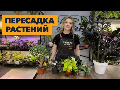 Видео: Пересадка комнатных растений и цветов » Октябрь 2024