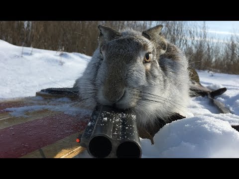Видео: Охотник-биатлонист, погоня за подранком!!  Охота на зайца.