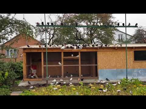 Видео: 07.09.18. Голуби и йодинол .