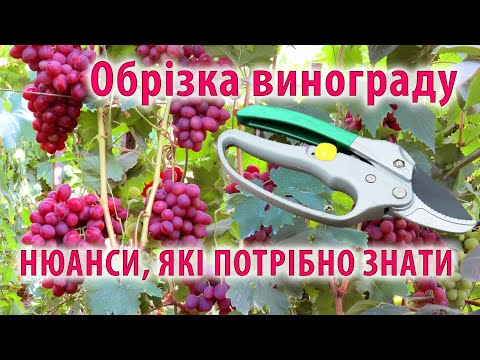 Видео: Обрізка неукривного винограду на шпалері