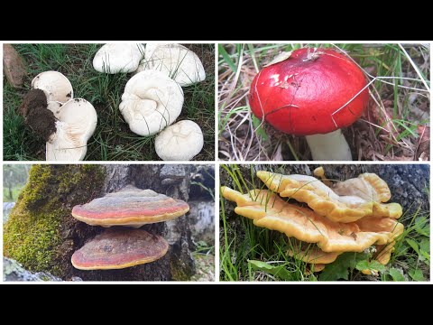 Видео: Шим ертөнц   МӨӨГ Mushroom