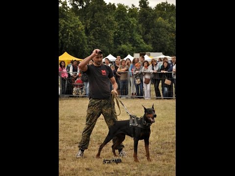 Видео: ШОС "АРЕС" - My Pet (показательное выступление)