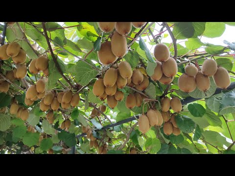 Видео: Стан 🥝 Ківі на 8 жовтня 2025 р.