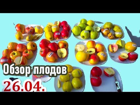Видео: Обзор 26.04.24. Впечатления от дегустации / Сохранность плодов в обычном подвале