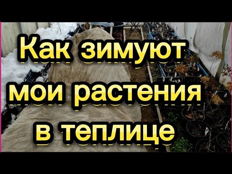 Видео: Как зимуют мои растения в теплице. Крупнолистные гортензии, хризантемы, черенки и т. д.