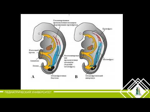 Видео: 17. Выделительная система