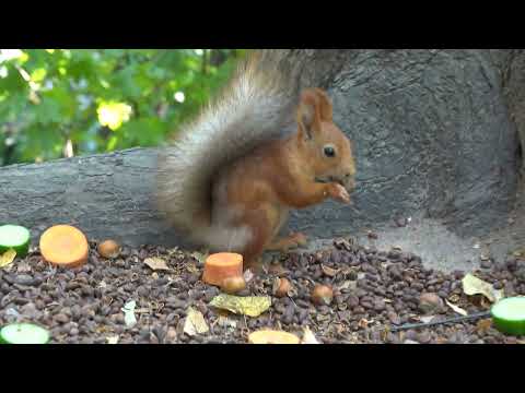 Видео: Ещё о голодных белках / More about hungry squirrels