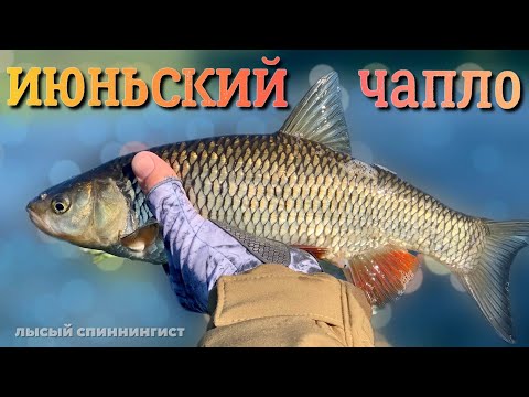 Видео: Первые летние «СЛИТКИ» | Ловля ГОЛАВЛЯ на спиннинг |