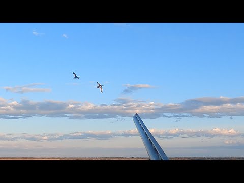 Видео: Утки прут и прут. Охота в Якутии.