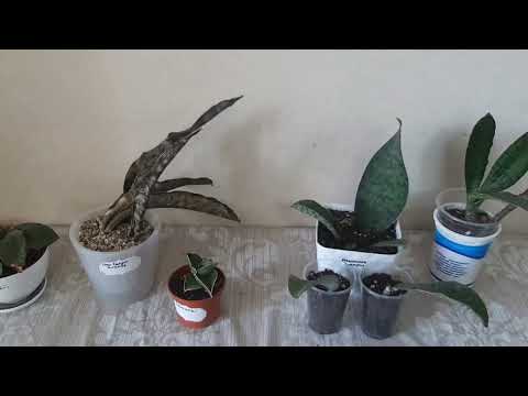 Видео: обзор 20 сансевиерий у меня