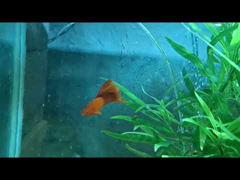 Видео: #Рыбасики обзорчик - 2