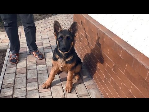 Видео: УМНЫЙ и ПОСЛУШНЫЙ Вульф - ЩЕНОК Немецкой Овчарки 3.5 месяца.