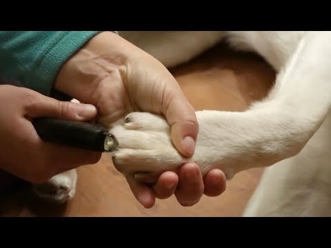 Видео: ДТ-14. Стрижка когтей в домашних условия: легко и просто.