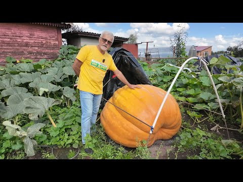 Видео: Вперёд, товарищи! На дачу! Выпуск от 09.09.25
