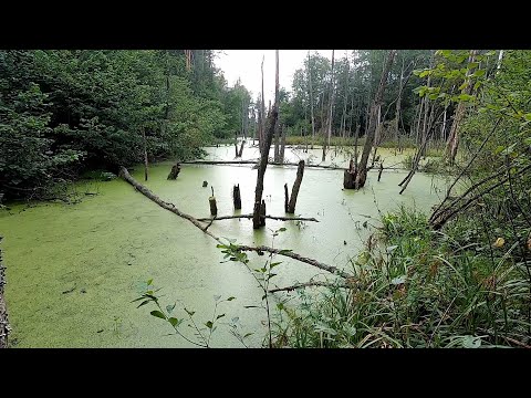 Видео: Нашел плотину бобра в лесу. 2 дня разбирал.